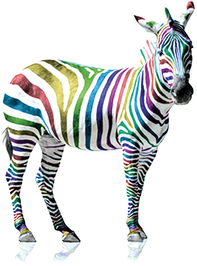 Zebra